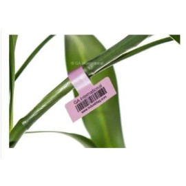 ملصقات التعريف- حبة/كرتون ملصقات التعريف- حبة/كرتون